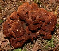 Coltricia cinnamomea