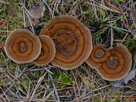 Coltricia perennis