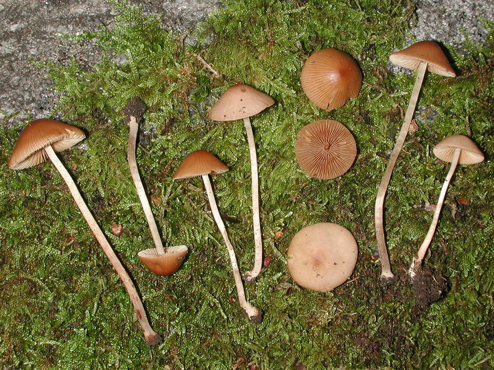 Conocybe pilosella