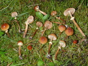 Conocybe blattaria