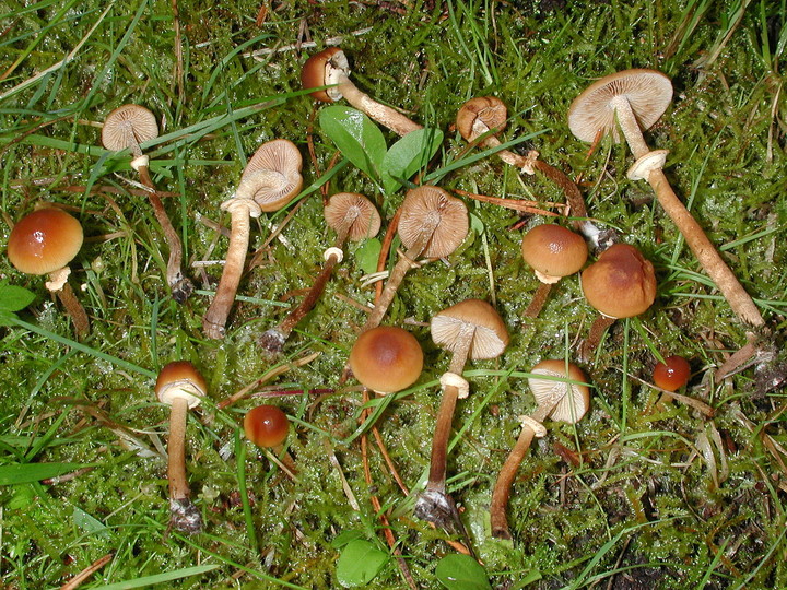 Conocybe blattaria