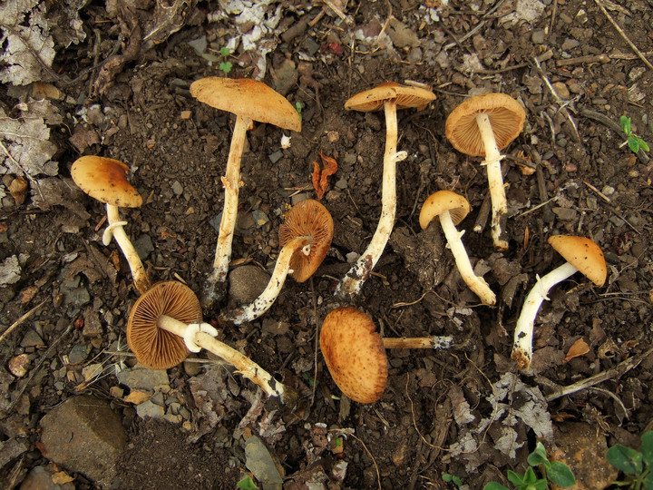 Conocybe aporos