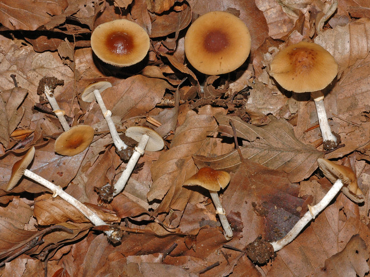 Conocybe arrhenii