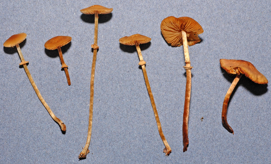 Conocybe vexans