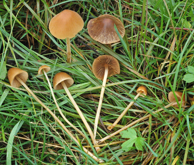 Conocybe farinacea