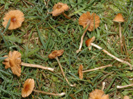 Conocybe plicatella