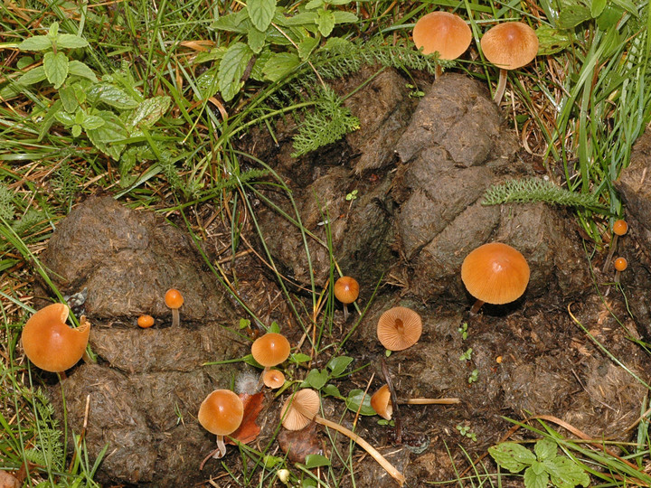 Conocybe farinacea