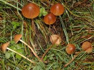 Conocybe farinacea