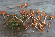 Conocybe appendiculata