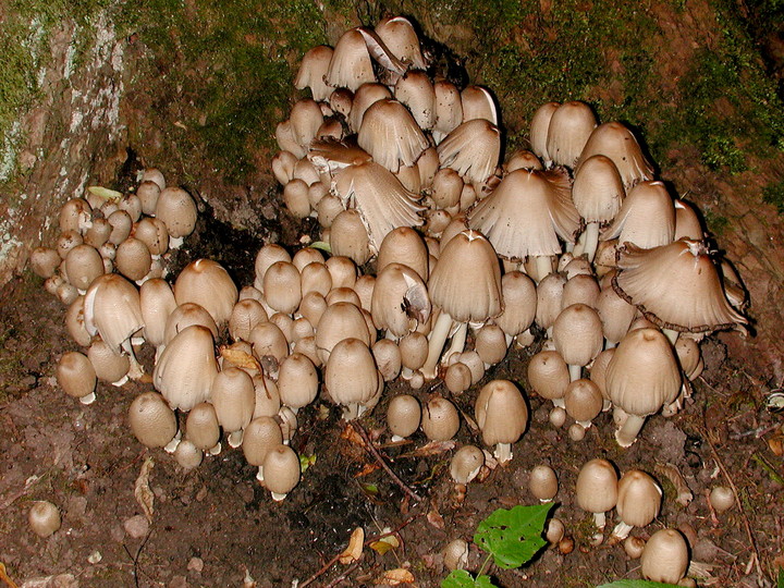 Coprinus alopecia