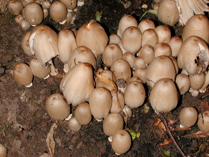 Coprinus alopecia