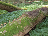 Coprinus micaceus