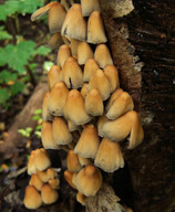 Coprinus micaceus