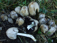 Coprinus atramentarius