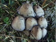 Coprinus atramentarius