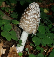 Coprinus picaceus