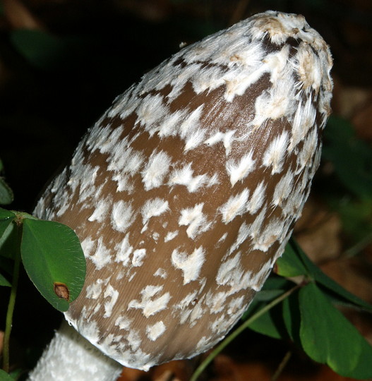 Coprinus picaceus