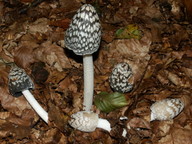 Coprinus picaceus