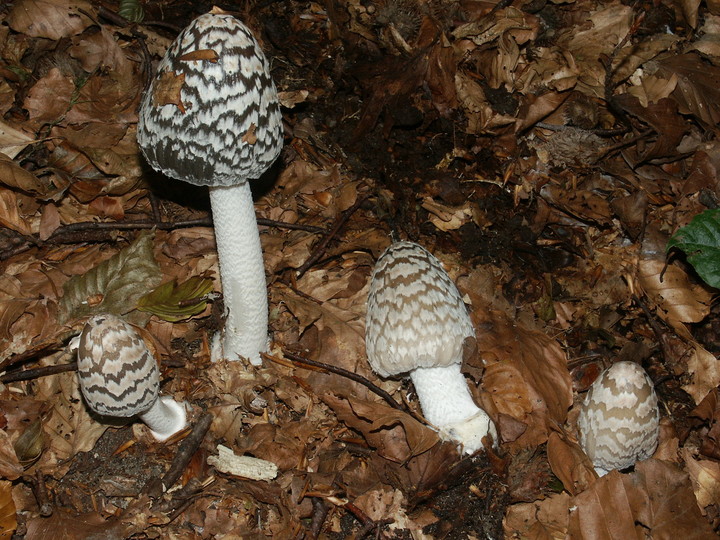 Coprinus picaceus