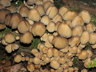 Coprinus micaceus