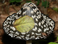 Coprinus picaceus