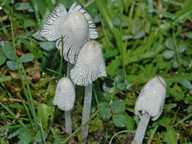 Coprinus narcoticus