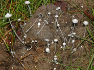 Coprinus niveus