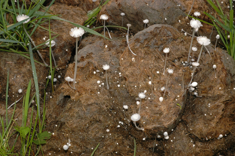 Coprinus niveus