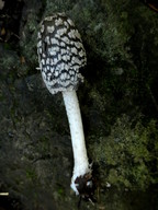 Coprinus picaceus