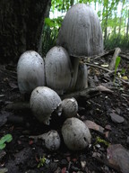 Coprinus atramentarius