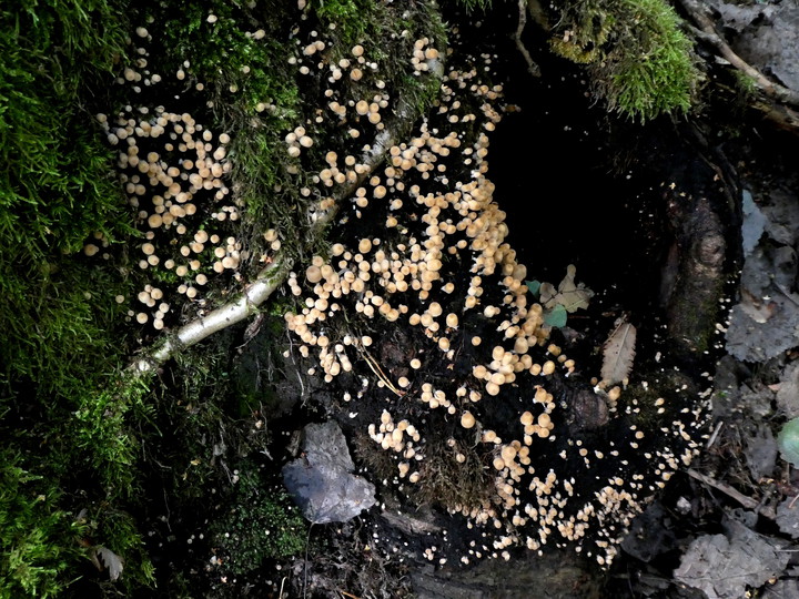 Coprinus disseminatus