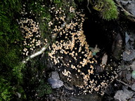 Coprinus disseminatus