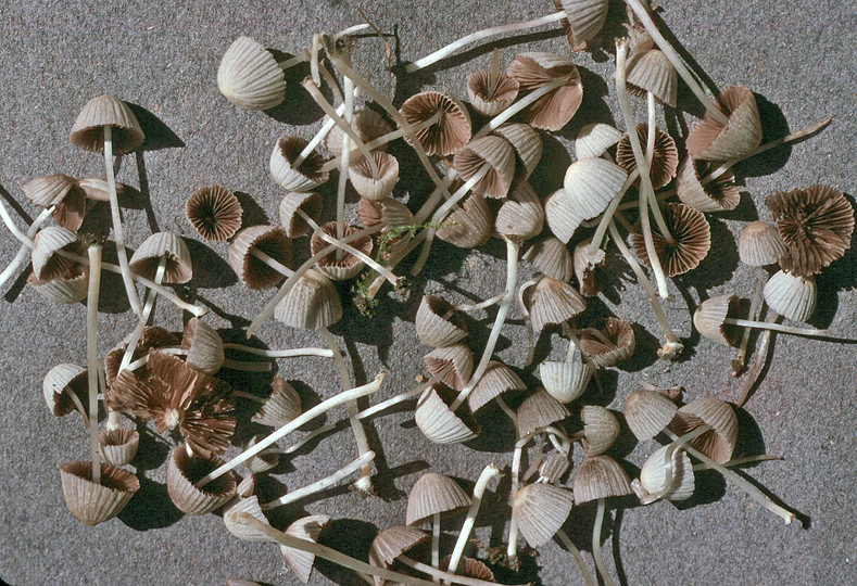 Coprinus disseminatus