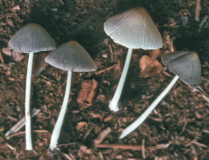 Coprinus domesticus