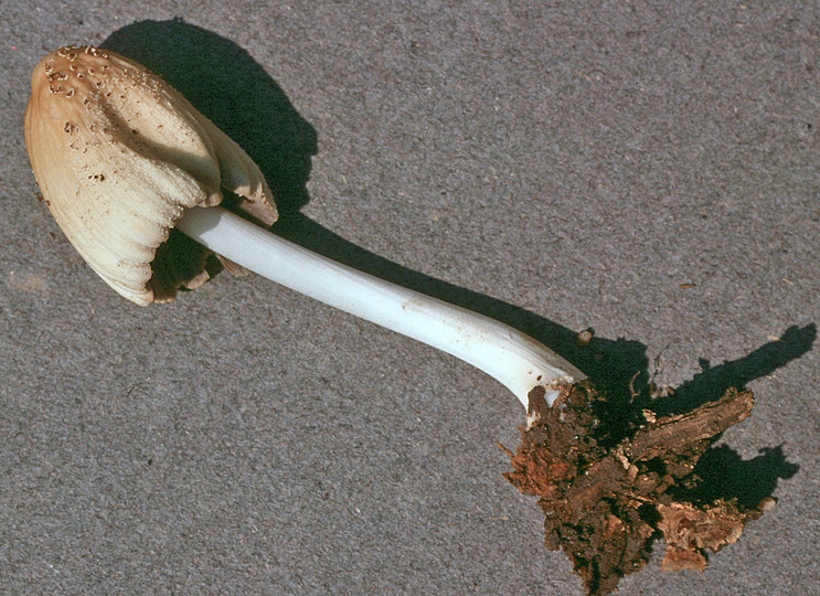 Coprinus domesticus