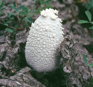 Coprinus niveus