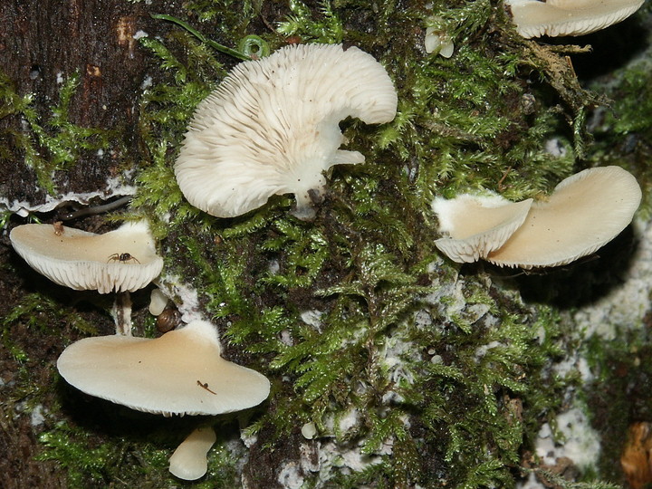 Crepidotus applanatus