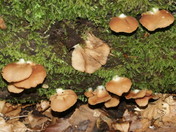 Crepidotus mollis