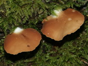 Crepidotus mollis