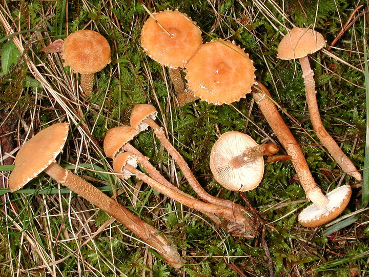 Cystoderma amianthinum