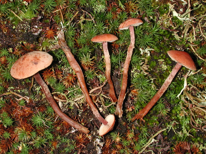 Cystoderma lilacipes