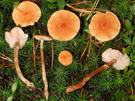 Cystoderma amianthinum