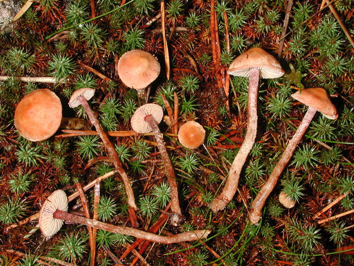 Cystoderma lilacipes