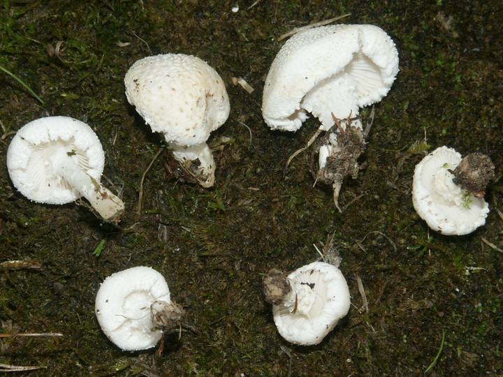 Cystoderma ambrosii