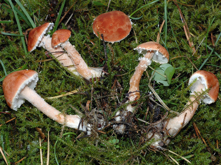 Cystoderma adnatifolium