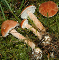 Cystoderma adnatifolium