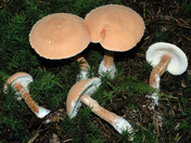 Cystoderma adnatifolium