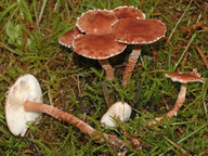 Cystoderma granulosum