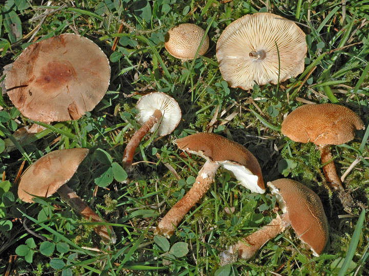 Cystoderma granulosum