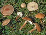 Cystoderma granulosum